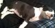 American Bully Puppies for sale in Dayton, OH, USA. price: NA