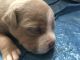 American Bully Puppies for sale in Boston, MA, USA. price: $2,000