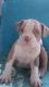 American Bully Puppies for sale in Waco, TX, USA. price: $450