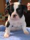 American Bully Puppies for sale in Elizabeth City, NC 27909, USA. price: NA
