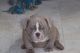 American Bully Puppies for sale in Dover, DE, USA. price: NA