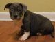 American Bully Puppies for sale in Suffolk, VA 23434, USA. price: NA