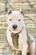 American Bully Puppies for sale in Suitland-Silver Hill, MD, USA. price: NA