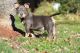 American Bully Puppies for sale in Blythewood, SC, USA. price: $2,000