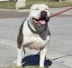 American Bully Puppies for sale in Harrisonburg, VA, USA. price: NA