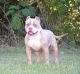 American Bully Puppies for sale in St Cloud, FL, USA. price: $2,000