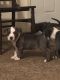 American Bully Puppies for sale in NORTH PRINCE GEORGE, VA 23860, USA. price: NA