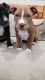 American Bully Puppies for sale in Camden, TN 38320, USA. price: NA