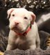 American Bully Puppies for sale in Blue Mound, IL 62513, USA. price: $3,000