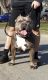 American Bully Puppies for sale in St. Louis, MO, USA. price: $1