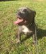 American Bully Puppies for sale in West Palm Beach, FL, USA. price: NA