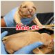American Bully Puppies for sale in Waldorf, MD, USA. price: $2,000