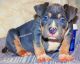 American Bully Puppies for sale in Warren, MI 48089, USA. price: $1,500
