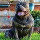 American Bully Puppies for sale in Shelbyville, KY 40065, USA. price: NA