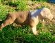 American Bully Puppies for sale in Central Florida, FL, USA. price: NA