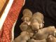 American Bully Puppies for sale in Laurel, MD 20723, USA. price: NA