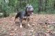 American Bully Puppies for sale in Summerville, SC, USA. price: NA