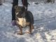 American Bully Puppies for sale in Farrell, PA, USA. price: NA