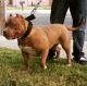 American Bully Puppies for sale in Atwater, CA 95301, USA. price: NA