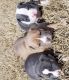 American Bully Puppies for sale in Scott, AR, USA. price: NA