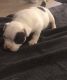 American Bully Puppies for sale in Burlington, NC, USA. price: $1,800