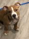 American Bully Puppies for sale in Largo Center Dr, Upper Marlboro, MD 20774, USA. price: NA