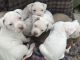 American Bully Puppies for sale in Victoria, TX, USA. price: $300