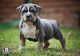 American Bully Puppies for sale in Decatur, TX 76234, USA. price: NA