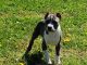 American Bully Puppies for sale in Bolivar, MO 65613, USA. price: NA