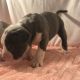 American Bully Puppies for sale in Waterbury, CT, USA. price: NA