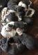 American Bully Puppies for sale in Caldwell, ID, USA. price: $500