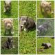 American Bully Puppies for sale in Union County, FL, USA. price: NA