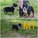 American Bully Puppies for sale in Richmond, KY, USA. price: NA