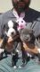 American Bully Puppies for sale in Apple Valley, MN 55124, USA. price: NA