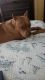 American Bully Puppies for sale in Port Orange, FL, USA. price: $500