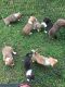 American Bully Puppies for sale in Concord, NC, USA. price: NA