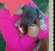 American Bully Puppies for sale in Meridian, MS, USA. price: NA