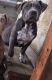 American Bully Puppies for sale in Syracuse, NY, USA. price: $500