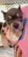 American Bully Puppies for sale in Alton, IL, USA. price: NA