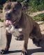 American Bully Puppies for sale in Pittsburg, CA, USA. price: NA