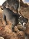 American Bully Puppies for sale in Upstate South Carolina, SC, USA. price: NA