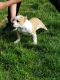 American Bully Puppies for sale in Rockford, IL, USA. price: $1,500