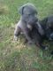 American Bully Puppies for sale in Sylacauga, AL, USA. price: NA