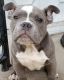 American Bully Puppies for sale in Bloomfield, NJ, USA. price: NA