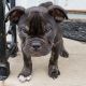 American Bully Puppies for sale in Bloomfield, NJ, USA. price: $1,500