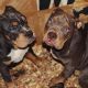 American Bully Puppies for sale in Chaplin, CT, USA. price: NA