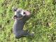 American Bully Puppies for sale in Hialeah, FL, USA. price: NA