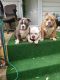 American Bully Puppies for sale in Bellevue, NE 68005, USA. price: NA