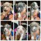 American Bully Puppies for sale in Sinking Spring, PA 19608, USA. price: $1,500