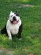 American Bully Puppies for sale in Williamsburg, VA, USA. price: NA
